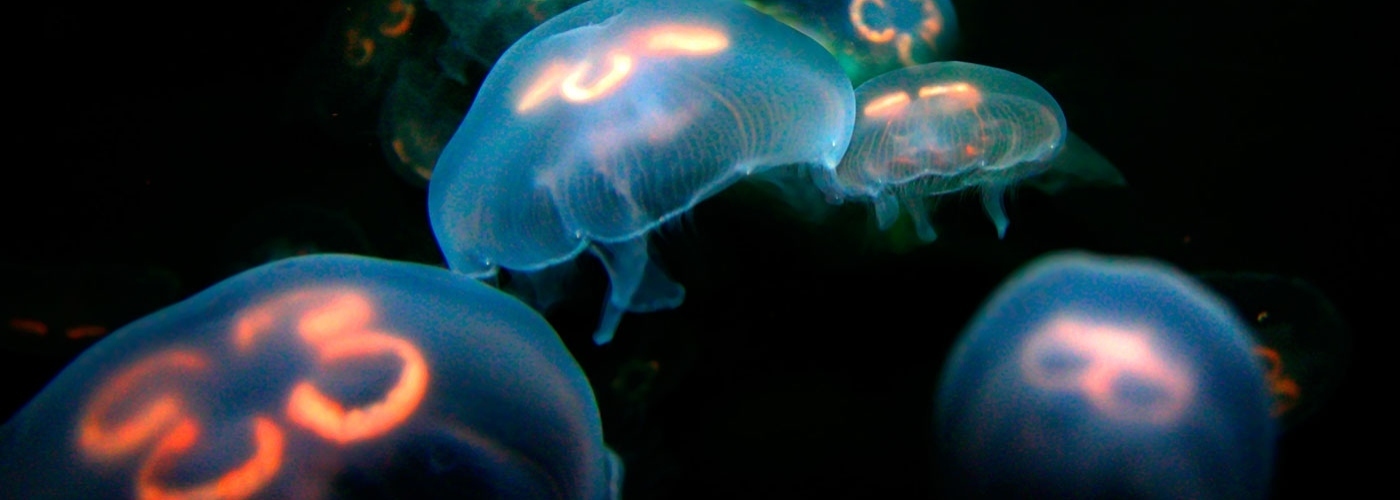 沼津港深海水族館